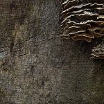 Bracket fungus on sawn wood