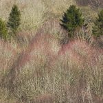 Muted colours of woods in winter