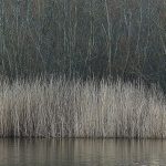 Muted colours of reeds and water
