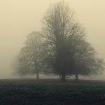 With elegant trees steadfast