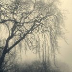 Branches draped ...