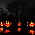 Photos from a night-time garden display