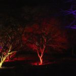 Photos from a night-time garden display