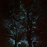 Photos from a night-time garden display
