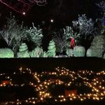 Photos from a night-time garden display