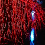 A jumble of images grabbed from a garden lit up at night