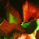A jumble of images grabbed from a garden lit up at night