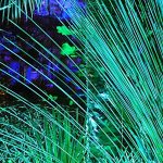 A jumble of images grabbed from a garden lit up at night