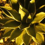 A jumble of images grabbed from a garden lit up at night