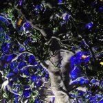 A jumble of images grabbed from a garden lit up at night