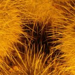 A jumble of images grabbed from a garden lit up at night