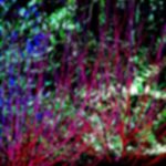 Photos of fragments - from a night-time garden display. Some blurred, some clear.