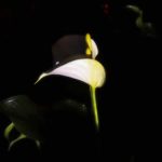Photos of fragments - from a night-time garden display. Some blurred, some clear.
